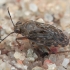Common shore bug - Saldula saltatoria | Fotografijos autorius : Gintautas Steiblys | © Macronature.eu | Macro photography web site