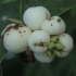 Common snowberry - Symphoricarpos albus | Fotografijos autorius : Gintautas Steiblys | © Macronature.eu | Macro photography web site