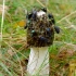 Common stinkhorn - Phallus impudicus | Fotografijos autorius : Romas Ferenca | © Macronature.eu | Macro photography web site