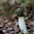 Common stinkhorn - Phallus impudicus | Fotografijos autorius : Zita Gasiūnaitė | © Macronature.eu | Macro photography web site