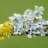 Sieninė geltonkerpė | Xanthoria parietina | Fotografijos autorius : Darius Baužys | © Macronature.eu | Macro photography web site