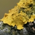Sieninė geltonkerpė - Xanthoria parietina | Fotografijos autorius : Gintautas Steiblys | © Macronature.eu | Macro photography web site