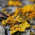 Common sunburst lichen - Xanthoria parietina | Fotografijos autorius : Gintautas Steiblys | © Macronature.eu | Macro photography web site