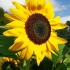 Common sunflower - Helianthus annuus | Fotografijos autorius : Gintautas Steiblys | © Macronature.eu | Macro photography web site