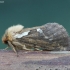 Mažasis apyninis šakniagraužis - Korscheltellus lupulina | Fotografijos autorius : Vytautas Gluoksnis | © Macronature.eu | Macro photography web site