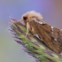 Mažasis apyninis šakniagraužis - Korscheltellus lupulina | Fotografijos autorius : Arūnas Eismantas | © Macronature.eu | Macro photography web site