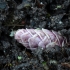 Common toothwort | Lathraea squamaria | Fotografijos autorius : Darius Baužys | © Macronature.eu | Macro photography web site