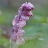 Common toothwort – Lathraea squamaria | Fotografijos autorius : Agnė Našlėnienė | © Macronature.eu | Macro photography web site