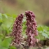 Common toothwort - Lathraea squamaria | Fotografijos autorius : Vidas Brazauskas | © Macronature.eu | Macro photography web site