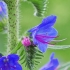 Common viper's-bugloss - Echium vulgare | Fotografijos autorius : Nomeda Vėlavičienė | © Macronature.eu | Macro photography web site
