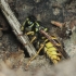 Common wasp - Vespula vulgaris | Fotografijos autorius : Gintautas Steiblys | © Macronature.eu | Macro photography web site