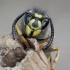 Common wasp - Vespula vulgaris | Fotografijos autorius : Romas Ferenca | © Macronature.eu | Macro photography web site