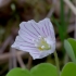 Common wood-sorrel - Oxalis acetosella | Fotografijos autorius : Romas Ferenca | © Macronature.eu | Macro photography web site