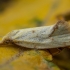 Common yellow conch - Agapeta hamana | Fotografijos autorius : Žilvinas Pūtys | © Macronature.eu | Macro photography web site