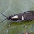 Concealer moth - Dasycera imitatrix | Fotografijos autorius : Žilvinas Pūtys | © Macronature.eu | Macro photography web site