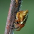 Conical Trashline Orbweaver - Cyclosa conica | Fotografijos autorius : Romas Ferenca | © Macronature.eu | Macro photography web site