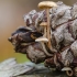 Pilkšvarudė mažasporė | Baeospora myosura | Fotografijos autorius : Darius Baužys | © Macronature.eu | Macro photography web site