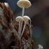 Conifercone cap - Baeospora myosura | Fotografijos autorius : Žilvinas Pūtys | © Macronature.eu | Macro photography web site