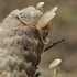 Pilkšvarudė mažasporė - Baeospora myosura | Fotografijos autorius : Gintautas Steiblys | © Macronature.eu | Macro photography web site