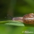 Bush snail - Fruticicola fruticum | Fotografijos autorius : Aleksandras Naryškin | © Macronature.eu | Macro photography web site