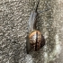 Copse snail | Arianta arbustorum | Fotografijos autorius : Darius Baužys | © Macronature.eu | Macro photography web site