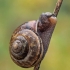 Copse snail - Arianta arbustorum | Fotografijos autorius : Gintautas Steiblys | © Macronature.eu | Macro photography web site