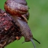 Copse snail - Arianta arbustorum | Fotografijos autorius : Romas Ferenca | © Macronature.eu | Macro photography web site