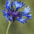 Cornflower - Centaurea cyanus | Fotografijos autorius : Gintautas Steiblys | © Macronature.eu | Macro photography web site