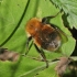 Tree bumblebee - Bombus hypnorum | Fotografijos autorius : Vytautas Gluoksnis | © Macronature.eu | Macro photography web site