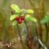 Paprastoji bruknė - Vaccinium vitis-idaea | Fotografijos autorius : Vidas Brazauskas | © Macronature.eu | Macro photography web site