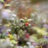 Cowberry - Vaccinium vitis-idaea | Fotografijos autorius : Vidas Brazauskas | © Macronature.eu | Macro photography web site