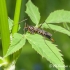Crane fly (Nephrotoma crocata) | Fotografijos autorius : Aleksandras Naryškin | © Macronature.eu | Macro photography web site