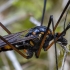 Crane fly - Nephrotoma crocata ♂ | Fotografijos autorius : Žilvinas Pūtys | © Macrogamta.lt | Šis tinklapis priklauso bendruomenei kuri domisi makro fotografija ir fotografuoja gyvąjį makro pasaulį.