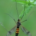 Crane fly - Nephrotoma crocata | Fotografijos autorius : Gintautas Steiblys | © Macronature.eu | Macro photography web site