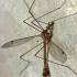 Crane fly - Tipula (Lunatipula) sp. | Fotografijos autorius : Gintautas Steiblys | © Macronature.eu | Macro photography web site
