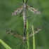 Cranefly - Tipula pseudovariipennis | Fotografijos autorius : Gintautas Steiblys | © Macronature.eu | Macro photography web site