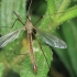 Cranefly - Tipula sp. | Fotografijos autorius : Gintautas Steiblys | © Macrogamta.lt | Šis tinklapis priklauso bendruomenei kuri domisi makro fotografija ir fotografuoja gyvąjį makro pasaulį.