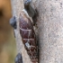 Craven Door-snail - Clausilia dubia  | Fotografijos autorius : Gintautas Steiblys | © Macronature.eu | Macro photography web site