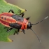 Cretan Seed Bug - Lygaeus creticus, nympha | Fotografijos autorius : Gintautas Steiblys | © Macronature.eu | Macro photography web site