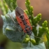 Cretan Seed Bug - Lygaeus creticus | Fotografijos autorius : Žilvinas Pūtys | © Macronature.eu | Macro photography web site