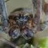 Cross orbweaver - Araneus diadematus ♂ | Fotografijos autorius : Gintautas Steiblys | © Macronature.eu | Macro photography web site