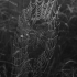 Cross orbweaver - Araneus diadematus, catch net | Fotografijos autorius : Gintautas Steiblys | © Macronature.eu | Macro photography web site