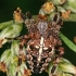 Cross orbweaver - Araneus diadematus | Fotografijos autorius : Gintautas Steiblys | © Macronature.eu | Macro photography web site