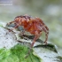 Cross orbweaver - Araneus diadematus | Fotografijos autorius : Romas Ferenca | © Macrogamta.lt | Šis tinklapis priklauso bendruomenei kuri domisi makro fotografija ir fotografuoja gyvąjį makro pasaulį.