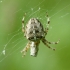 Paprastasis kryžiuotis - Araneus diadematus | Fotografijos autorius : Vidas Brazauskas | © Macronature.eu | Macro photography web site