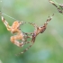 Cross orbweaver - Araneus diadematus | Fotografijos autorius : Oskaras Venckus | © Macronature.eu | Macro photography web site