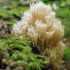 Crown-tipped coral fungus - Artomyces pyxidatus | Fotografijos autorius : Agnė Kulpytė | © Macronature.eu | Macro photography web site