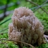 Crown-tipped coral fungus - Artomyces pyxidatus | Fotografijos autorius : Rasa Gražulevičiūtė | © Macronature.eu | Macro photography web site