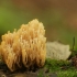 Taurinis žvakidėlis - Artomyces pyxidatus | Fotografijos autorius : Vidas Brazauskas | © Macronature.eu | Macro photography web site
