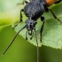 Crucifix ground beetle - Panagaeus cruxmajor  | Fotografijos autorius : Oskaras Venckus | © Macronature.eu | Macro photography web site